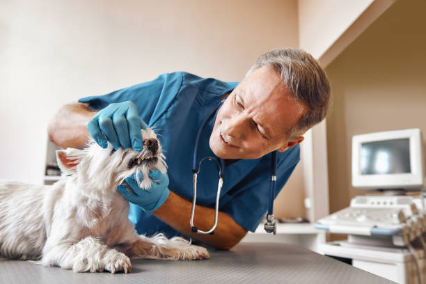Best Broken or Cracked Tooth Emergency Dentist in Lakeshire, MO